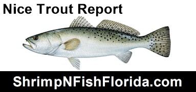 Nice Trout Report